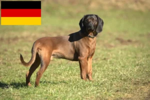 Lee más sobre el artículo Criadores de sabuesos de montaña bávaros y cachorros en Alemania
