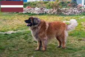 Lee más sobre el artículo Criadores de Leonberger y cachorros en Letonia