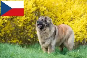 Lee más sobre el artículo Criadores de Leonberger y cachorros en la República Checa