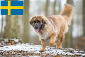 Lee más sobre el artículo Criadores de Leonberger y cachorros en Suecia