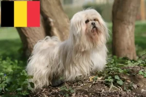 Lee más sobre el artículo Criadores de Lhasa Apso y cachorros en Bélgica