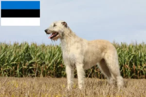 Lee más sobre el artículo Criadores de Irish Wolfhound y cachorros en Estonia