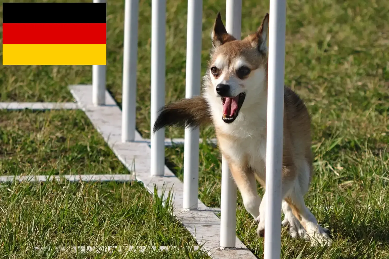 Lee más sobre el artículo Criadores de Lundehund noruego y cachorros en Alemania