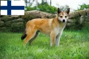 Lee más sobre el artículo Criadores de Lundehund noruego y cachorros en Finlandia