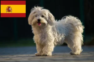Lee más sobre el artículo Criadores y cachorros de maltés en España