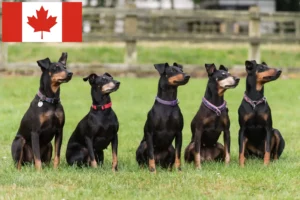Lee más sobre el artículo Criadores y cachorros de Manchester Terrier en Canadá