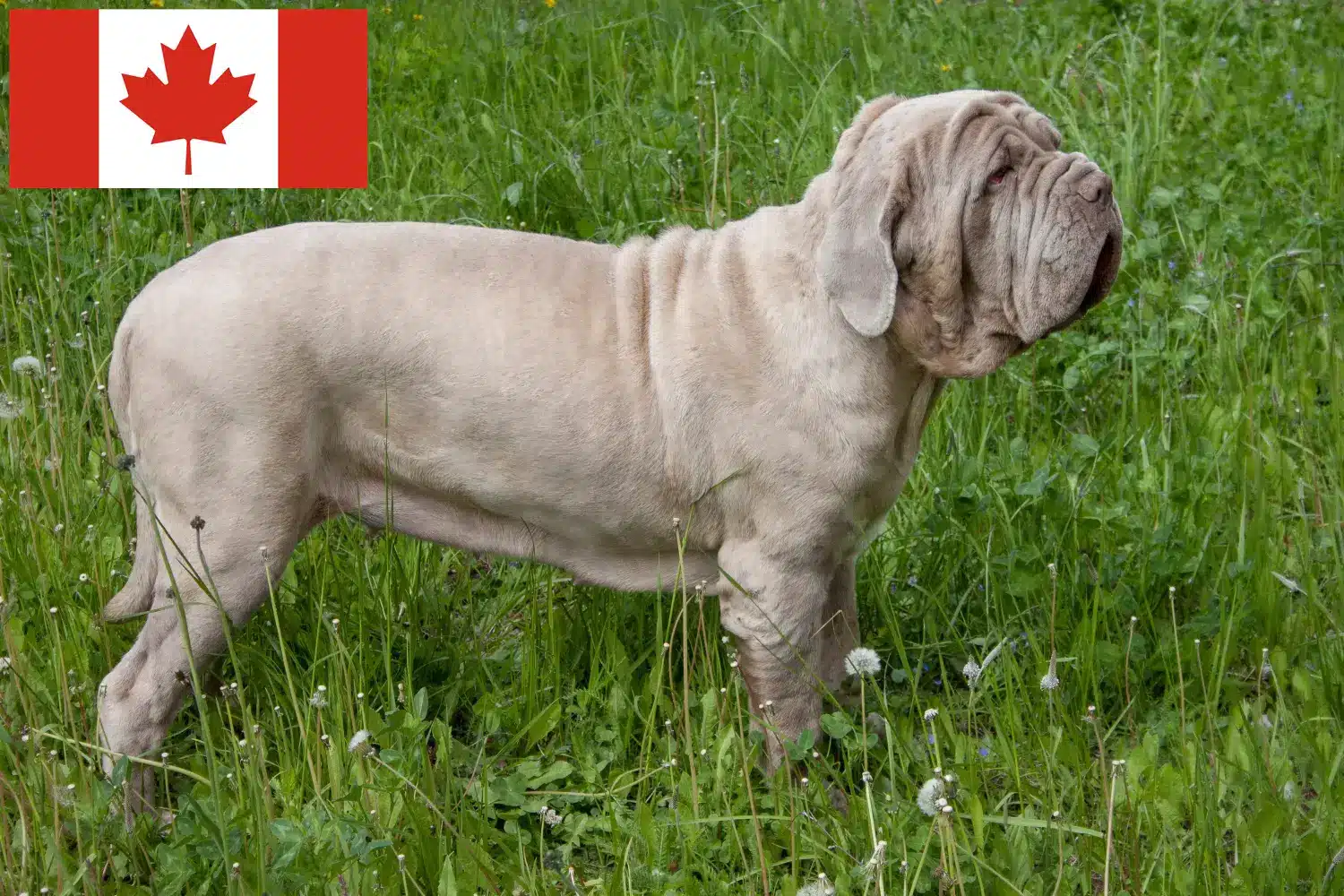 Lee más sobre el artículo Mastino Napoletano criadores y cachorros en Canadá