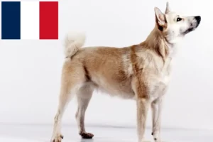 Lee más sobre el artículo Norwegian Buhund criador y cachorros en Francia