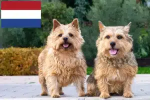 Lee más sobre el artículo Criadores y cachorros de Norwich Terrier en los Países Bajos