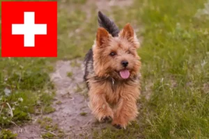 Lee más sobre el artículo Criadores y cachorros de Norwich Terrier en Suiza