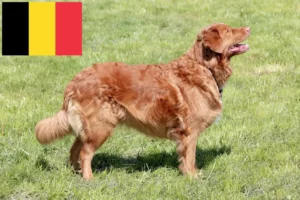 Lee más sobre el artículo Nueva Escocia Duck Tolling Retriever criadores y cachorros en Bélgica