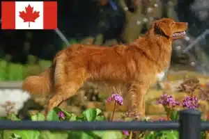 Lee más sobre el artículo Nova Scotia Duck Tolling Retriever Criadores y Cachorros en Canadá