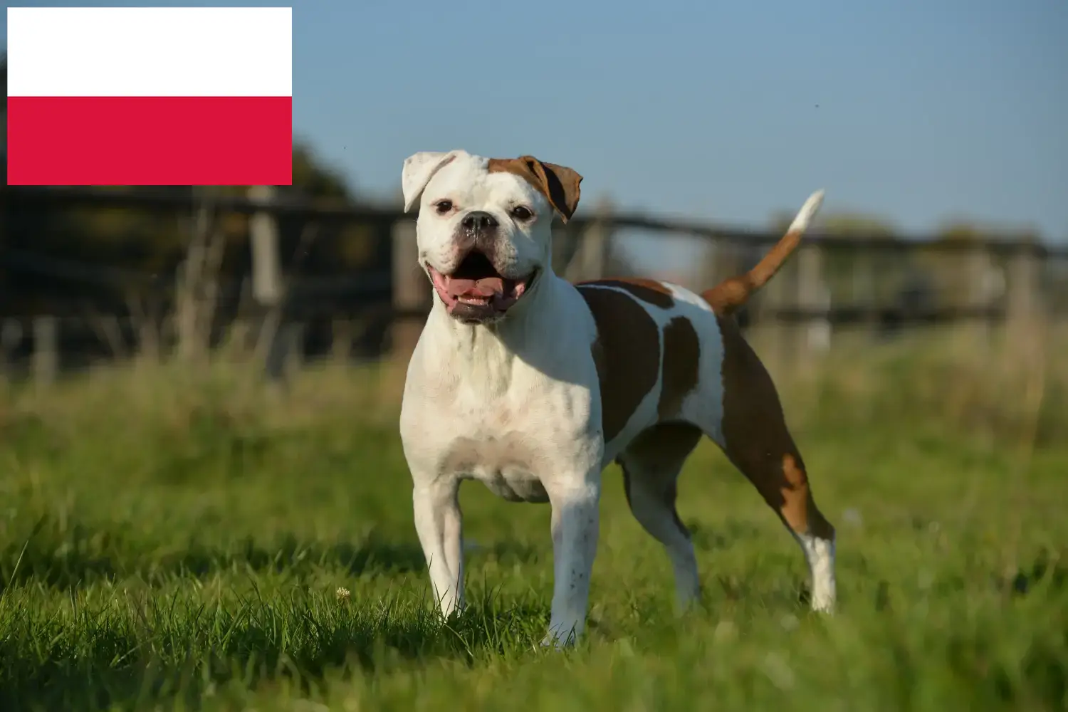 Olde Inglés Bulldog cachorros y criadores Polonia Aquí puedes encontrar criadores de Bulldog Inglés Antiguo en Polonia.