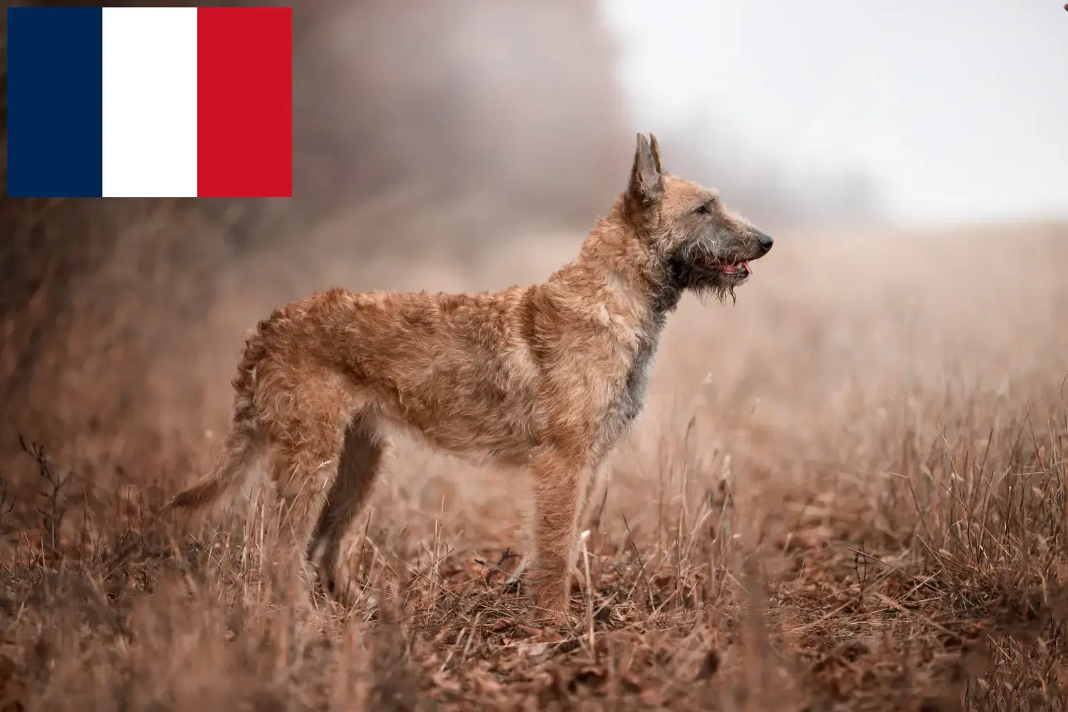 Pastor Belga cachorros y criadores Francia Aquí puede encontrar criadores de perros pastor belga en Francia.