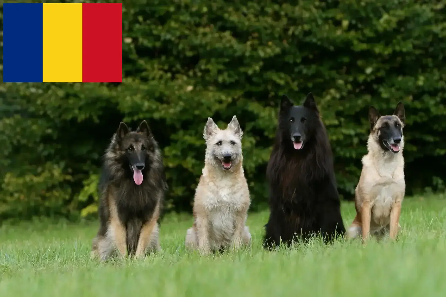 Pastor Belga cachorros y criadores Rumanía Aquí puedes encontrar criadores de Pastor Belga en Rumanía.