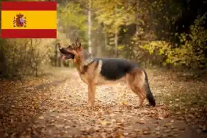 Lee más sobre el artículo Criadores de perros pastor y cachorros en España