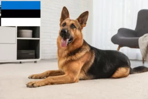 Lee más sobre el artículo Criadores de perros pastor y cachorros en Estonia