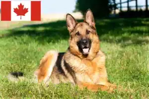 Lee más sobre el artículo Criadores de perros pastores y cachorros en Canadá