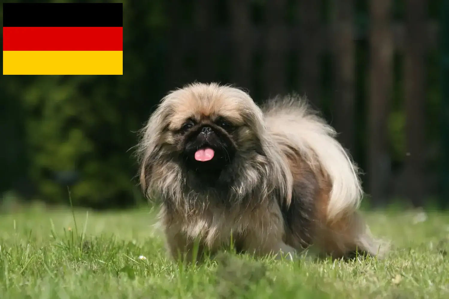 Lee más sobre el artículo Criadores de pequinés y cachorros en Alemania