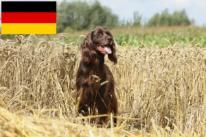 Lee más sobre el artículo Criadores de pelo largo alemán y cachorros en Alemania