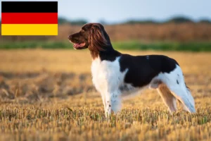 Lee más sobre el artículo Pequeños criadores de Münsterländer y cachorros en Alemania