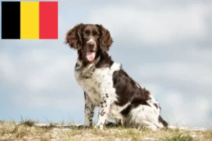 Lee más sobre el artículo Pequeño criador de Münsterländer y cachorros en Bélgica