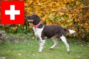Lee más sobre el artículo Pequeño criador de Münsterländer y cachorros en Suiza
