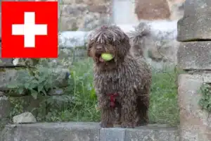 Lee más sobre el artículo Perro de Agua Español criadores y cachorros en Suiza