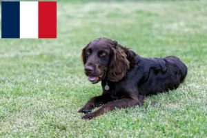 Lee más sobre el artículo Criadores de perros guardianes alemanes y cachorros en Francia