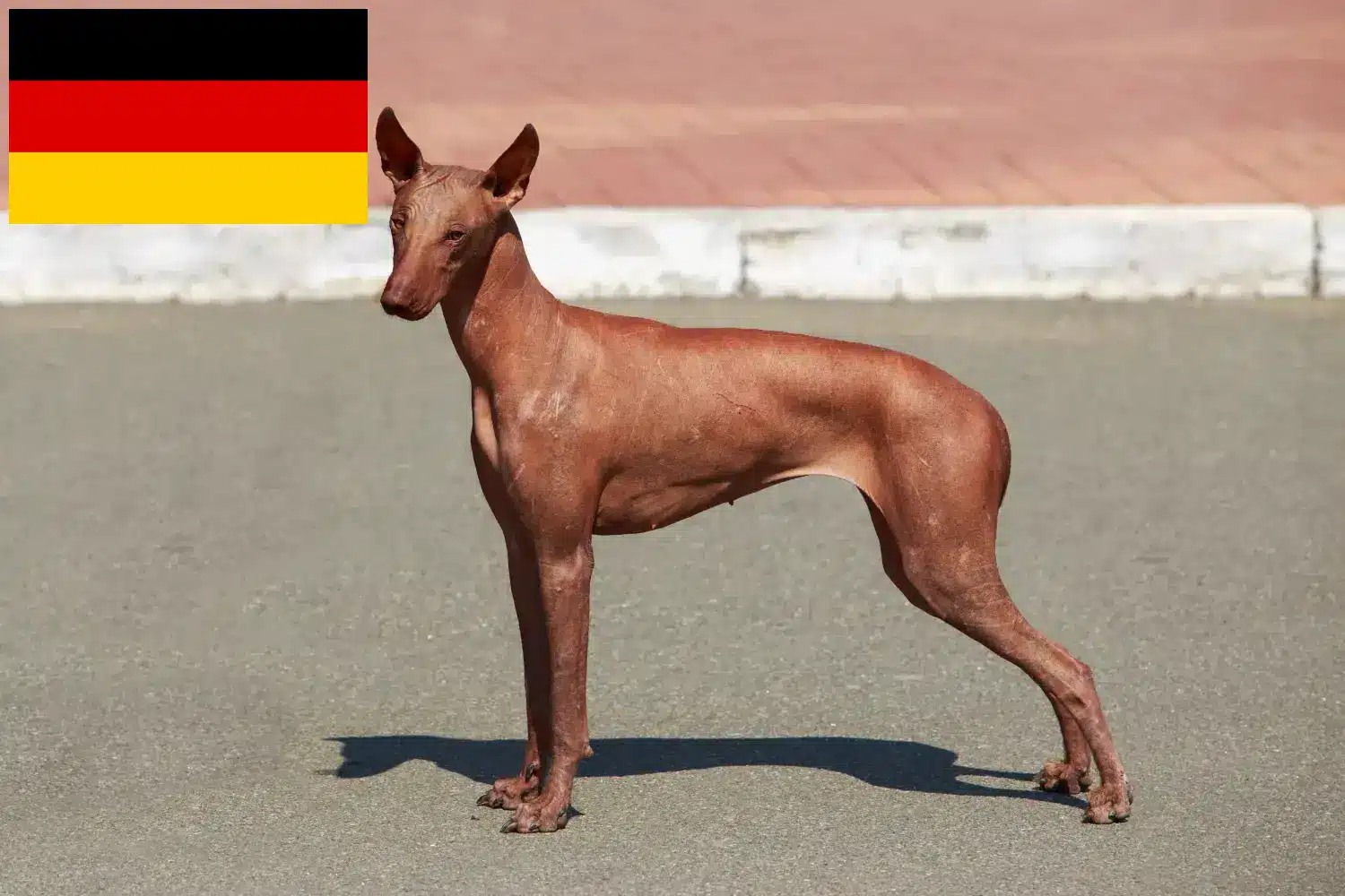 Peruvian Hairless Dog Cachorros y Criador Alemania Aquí puedes encontrar criadores de Perro sin pelo peruano en Alemania.