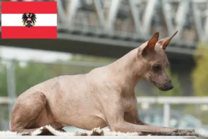 Lee más sobre el artículo Criador de Perro sin Pelo Peruano y Cachorros en Austria