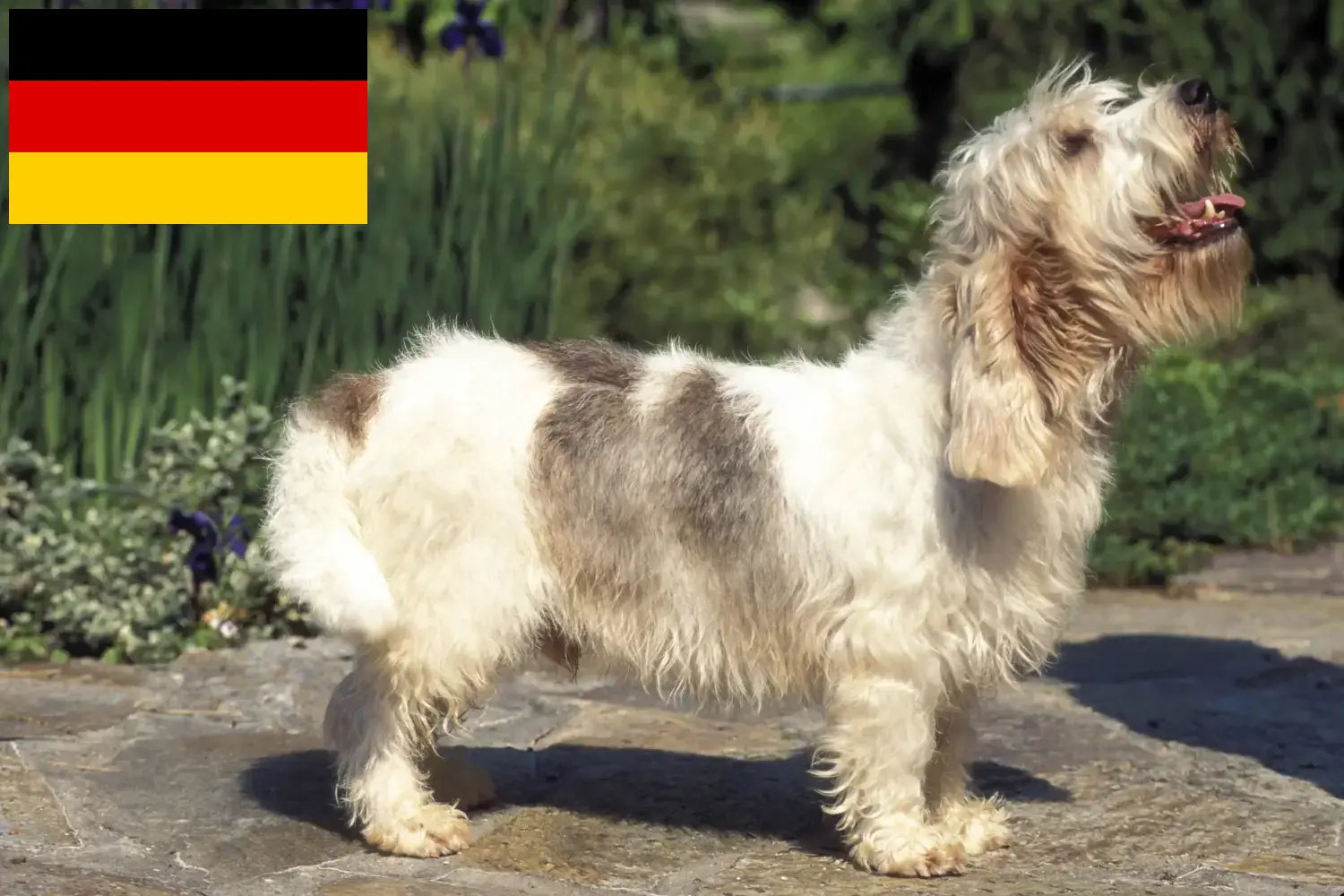 Lee más sobre el artículo Petit Basset Griffon Vendéen criadores y cachorros en Alemania