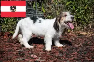 Lee más sobre el artículo Petit Basset Griffon Vendéen criadores y cachorros en Austria