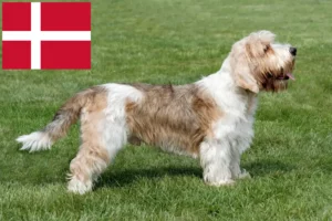 Lee más sobre el artículo Petit Basset Griffon Vendéen criadores y cachorros en Dinamarca