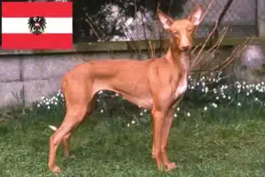 Lee más sobre el artículo Criadores de Pharaoh Hound y cachorros en Austria