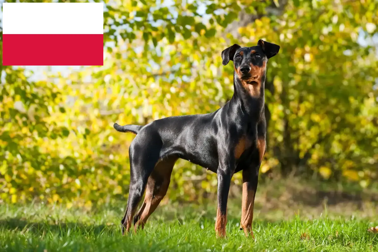 Pinscher alemán cachorros y criador Polonia Aquí puede encontrar criadores de Pinscher alemán en Polonia.