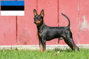 Lee más sobre el artículo Criadores de Pinscher miniatura y cachorros en Estonia