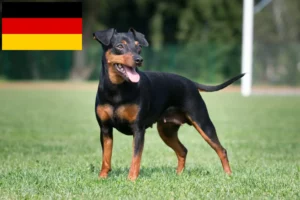 Lee más sobre el artículo Criadores de Pinscher miniatura y cachorros en Alemania