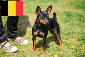 Lee más sobre el artículo Criadores de Pinscher miniatura y cachorros en Bélgica