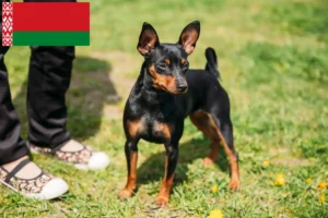 Lee más sobre el artículo Criadores de Pinscher miniatura y cachorros en Bielorrusia