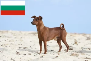 Lee más sobre el artículo Criadores de Pinscher miniatura y cachorros en Bulgaria