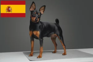 Lee más sobre el artículo Criadores y cachorros de Pinscher miniatura en España