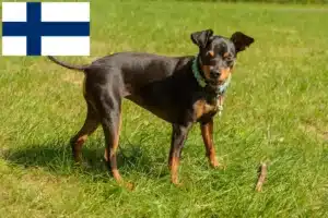 Lee más sobre el artículo Criadores de Pinscher miniatura y cachorros en Finlandia