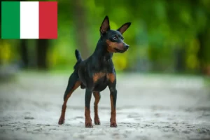 Lee más sobre el artículo Criadores de Pinscher miniatura y cachorros en Italia