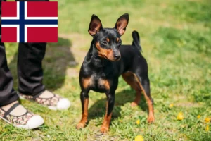 Lee más sobre el artículo Criadores de Pinscher miniatura y cachorros en Noruega