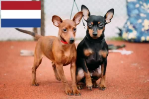 Lee más sobre el artículo Criadores de Pinscher miniatura y cachorros en los Países Bajos