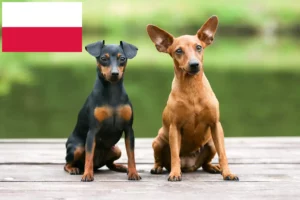 Lee más sobre el artículo Criadores de Pinscher miniatura y cachorros en Polonia