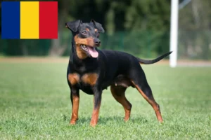 Lee más sobre el artículo Criadores de Pinscher miniatura y cachorros en Rumanía