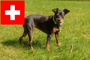 Lee más sobre el artículo Criadores de Pinscher miniatura y cachorros en Suiza