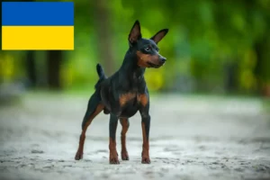Lee más sobre el artículo Criadores de Pinscher miniatura y cachorros en Ucrania